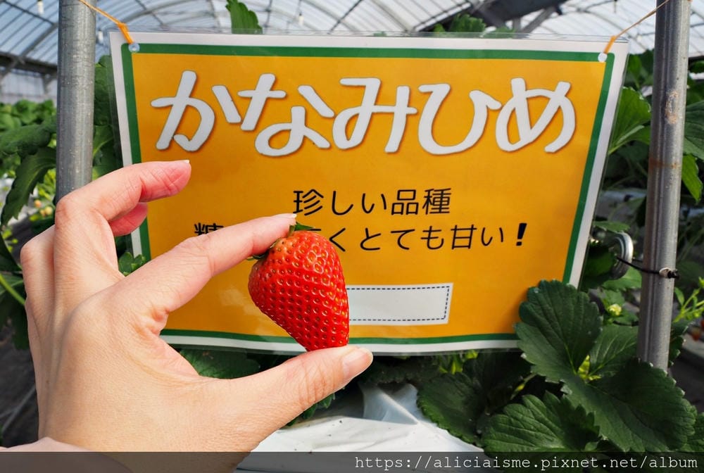 【大分縣 | 宇佐市】ACT草莓農園:西日本最大規模草莓園,10大特色品種,無時間限制吃到飽(含宇佐市交通及單車租借)