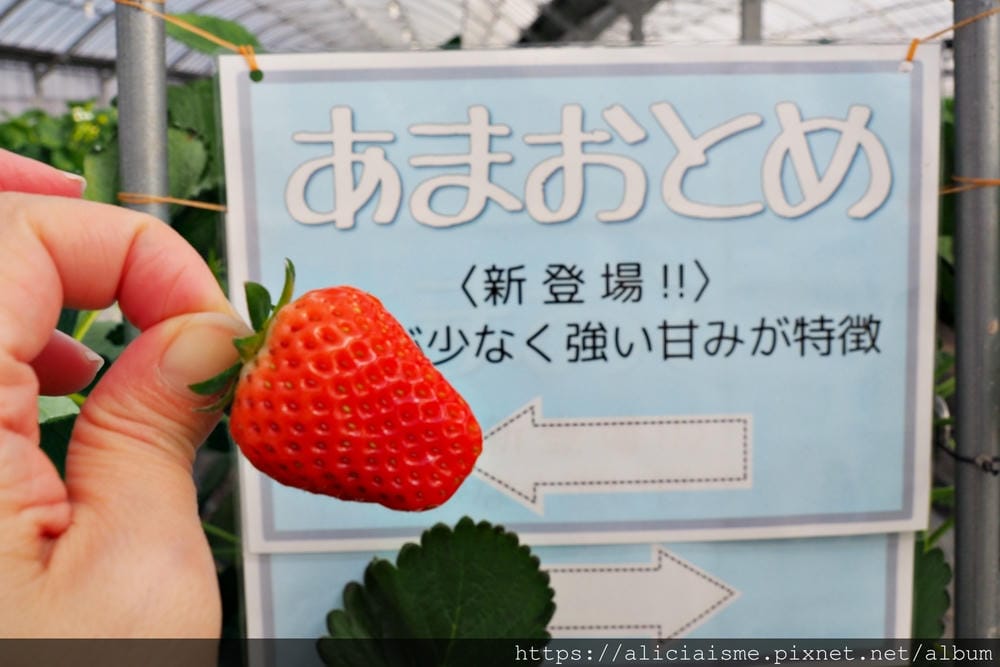 【大分縣 | 宇佐市】ACT草莓農園:西日本最大規模草莓園,10大特色品種,無時間限制吃到飽(含宇佐市交通及單車租借)