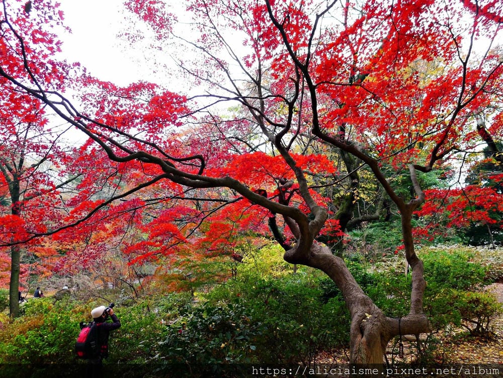【東京都】(2019更新)六義園~最早盛開枝垂櫻及紅葉名所@駒込站