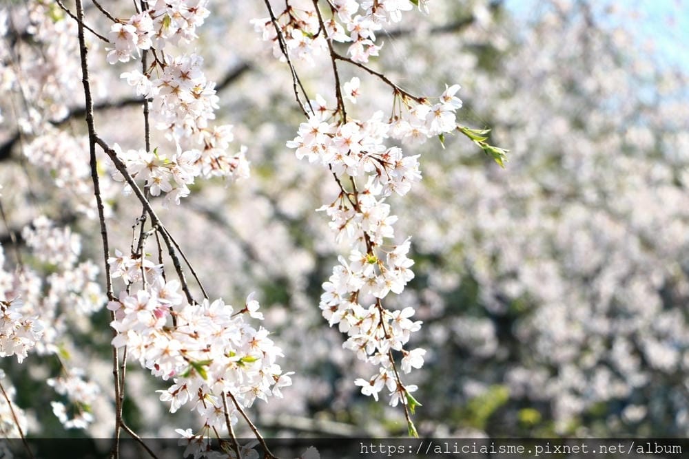 【東京都】（2019更新）六義園～最早盛開枝垂櫻及紅葉名所@駒込站