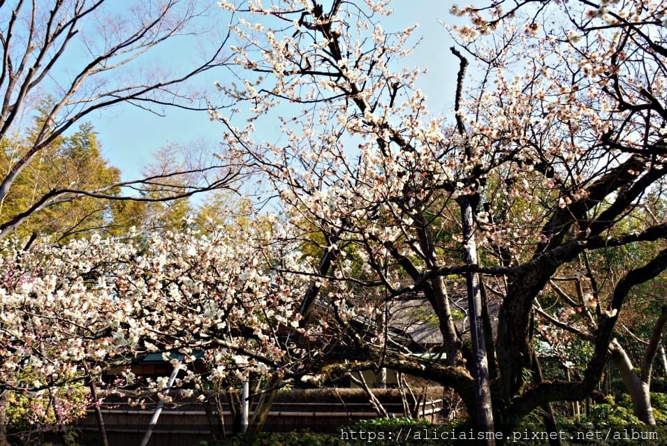 【京都府| 八幡市 】附庸風雅的松花堂庭園&「京都吉兆松花堂便當」發祥地