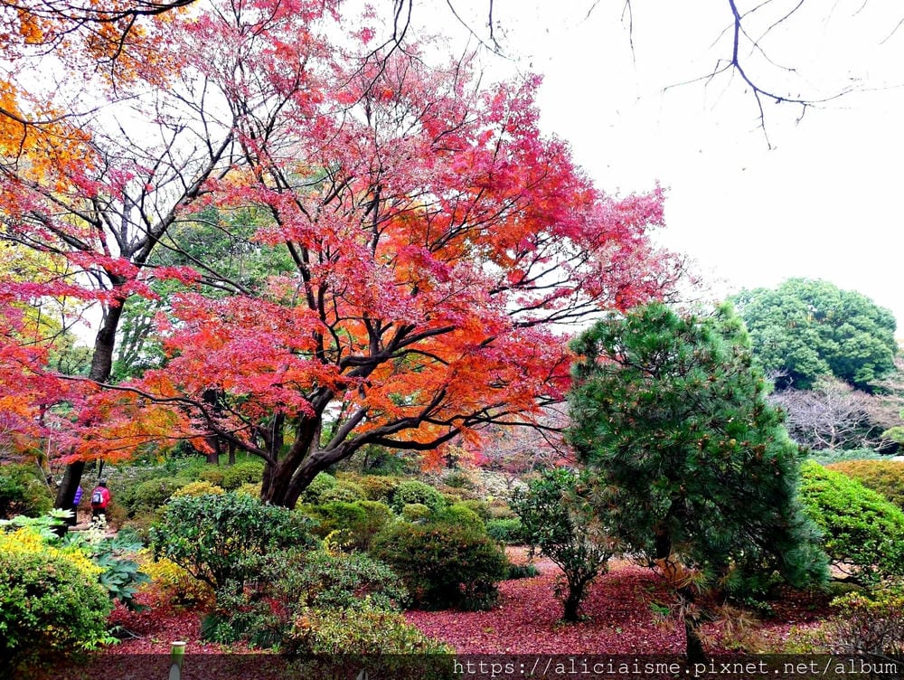 【東京都】（2019更新）六義園～最早盛開枝垂櫻及紅葉名所@駒込站