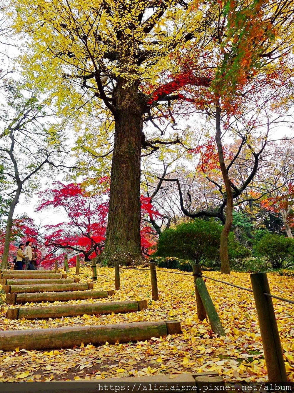 【東京都】（2019更新）六義園～最早盛開枝垂櫻及紅葉名所@駒込站