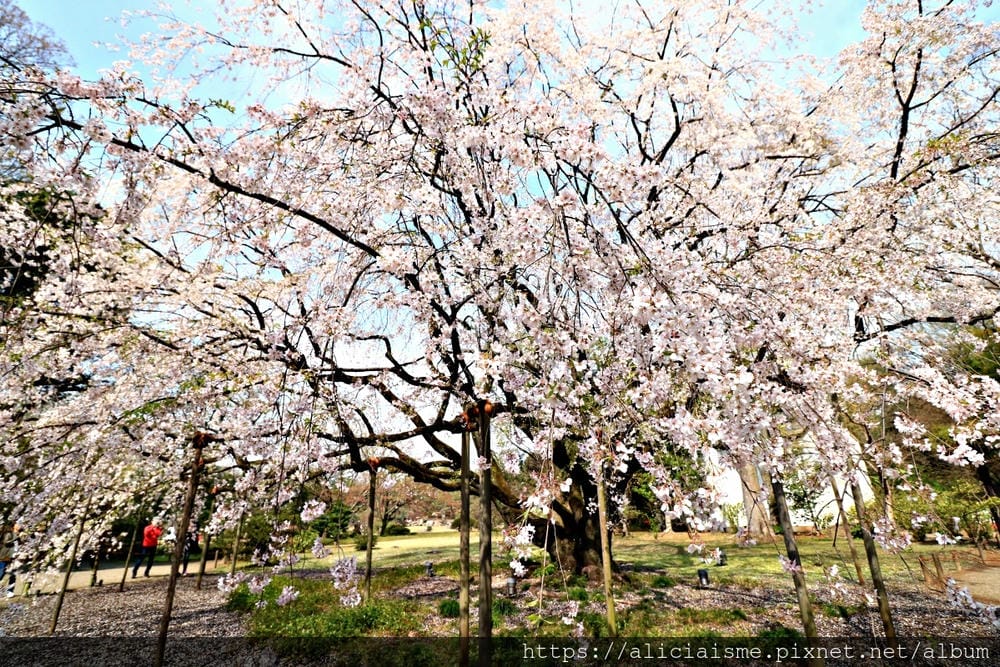 【東京都】(2019更新)六義園~最早盛開枝垂櫻及紅葉名所@駒込站