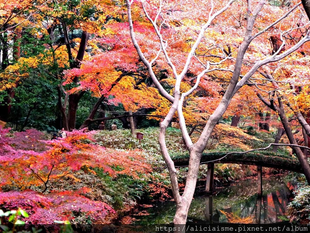 【東京都】(2019更新)六義園~最早盛開枝垂櫻及紅葉名所@駒込站