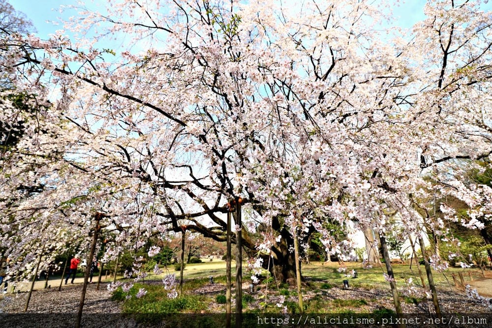 【東京都】(2019更新)六義園~最早盛開枝垂櫻及紅葉名所@駒込站