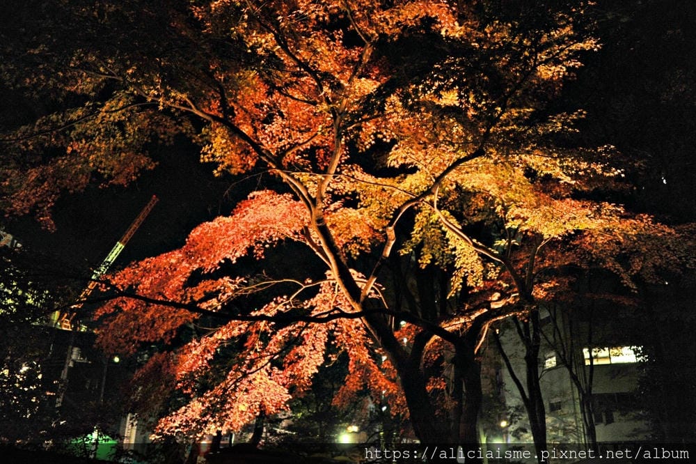 【東京都】（2019更新）六義園～最早盛開枝垂櫻及紅葉名所@駒込站