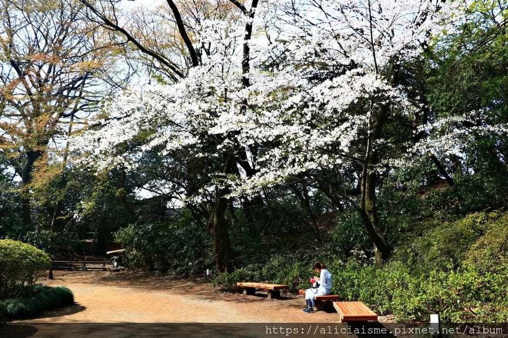 【東京都】(2019更新)六義園~最早盛開枝垂櫻及紅葉名所@駒込站