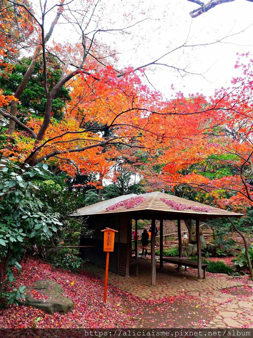 【東京都】(2019更新)六義園~最早盛開枝垂櫻及紅葉名所@駒込站