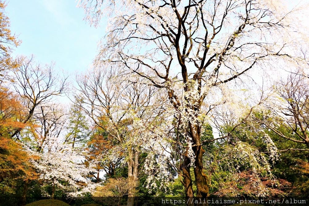 【東京都】(2019更新)六義園~最早盛開枝垂櫻及紅葉名所@駒込站