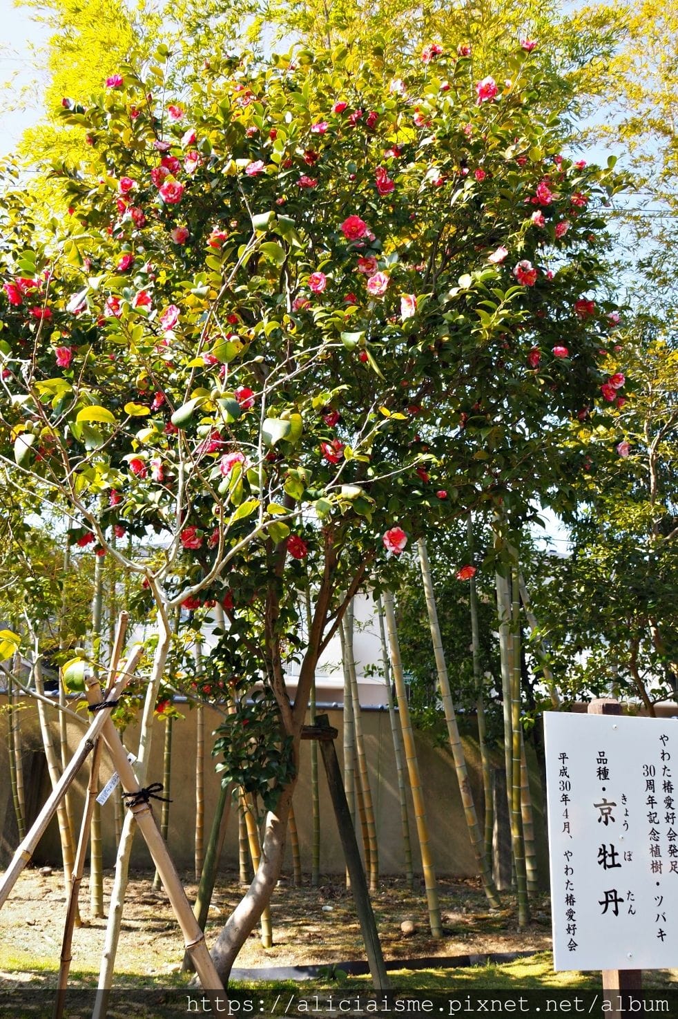 【京都府| 八幡市 】附庸風雅的松花堂庭園&「京都吉兆松花堂便當」發祥地