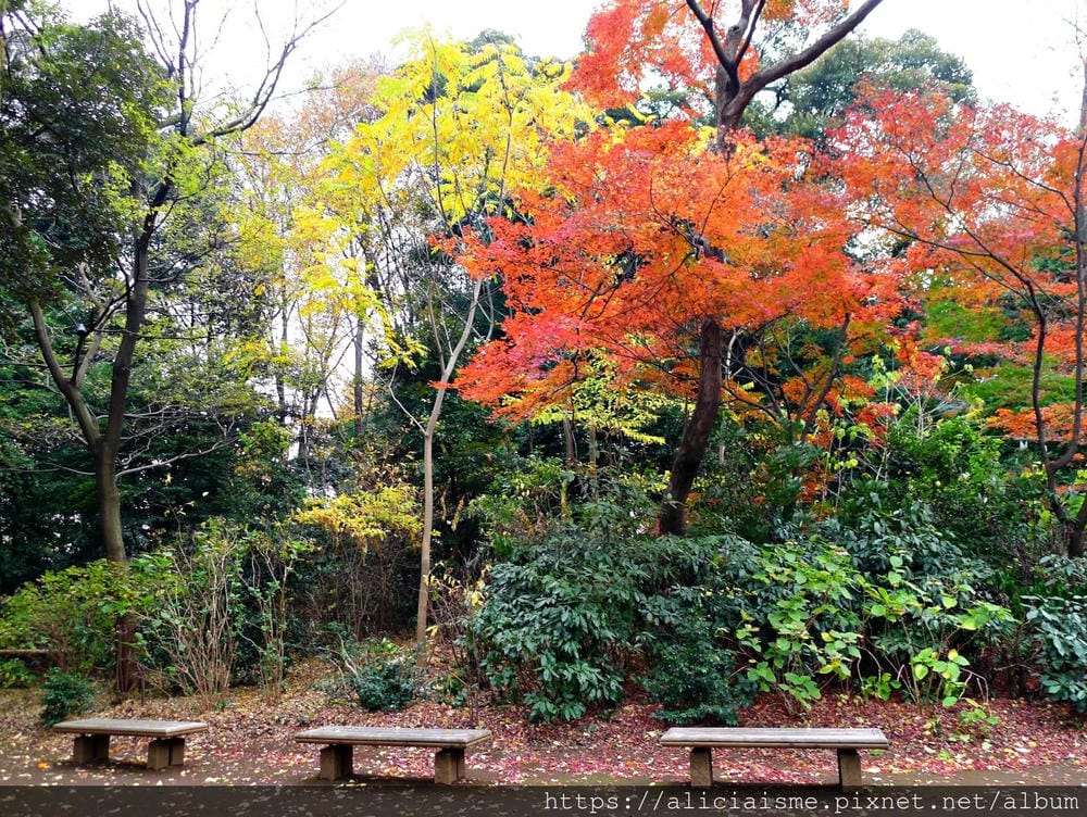 【東京都】（2019更新）六義園～最早盛開枝垂櫻及紅葉名所@駒込站
