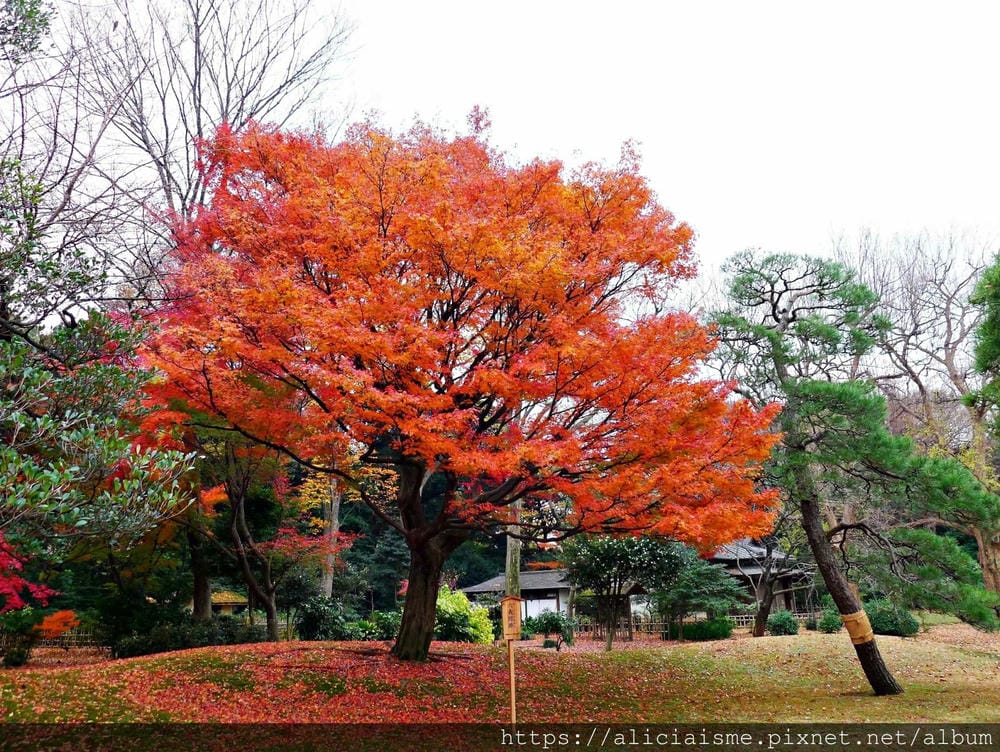 【東京都】(2019更新)六義園~最早盛開枝垂櫻及紅葉名所@駒込站