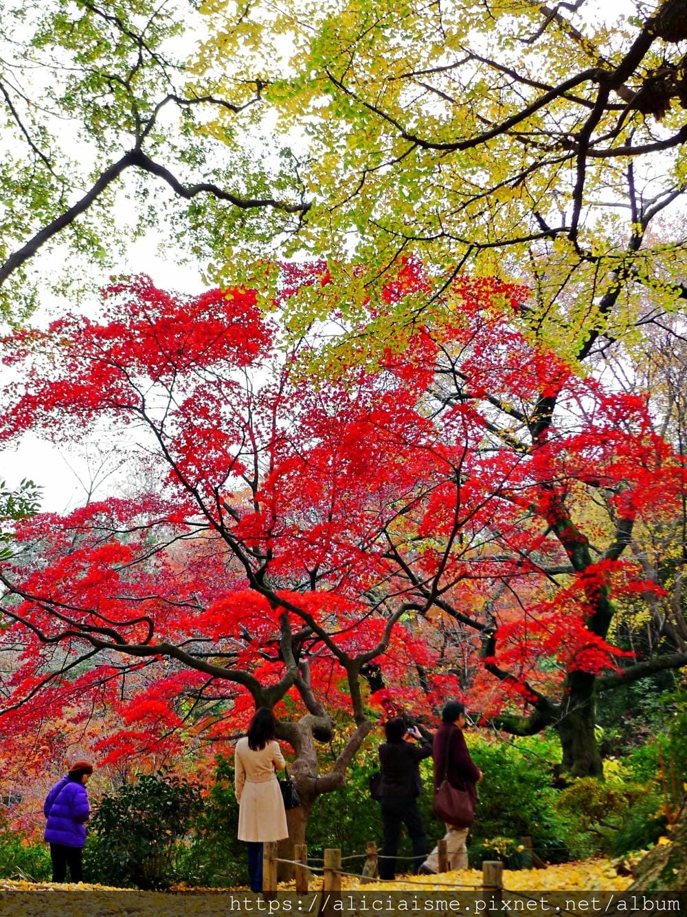 【東京都】(2019更新)六義園~最早盛開枝垂櫻及紅葉名所@駒込站