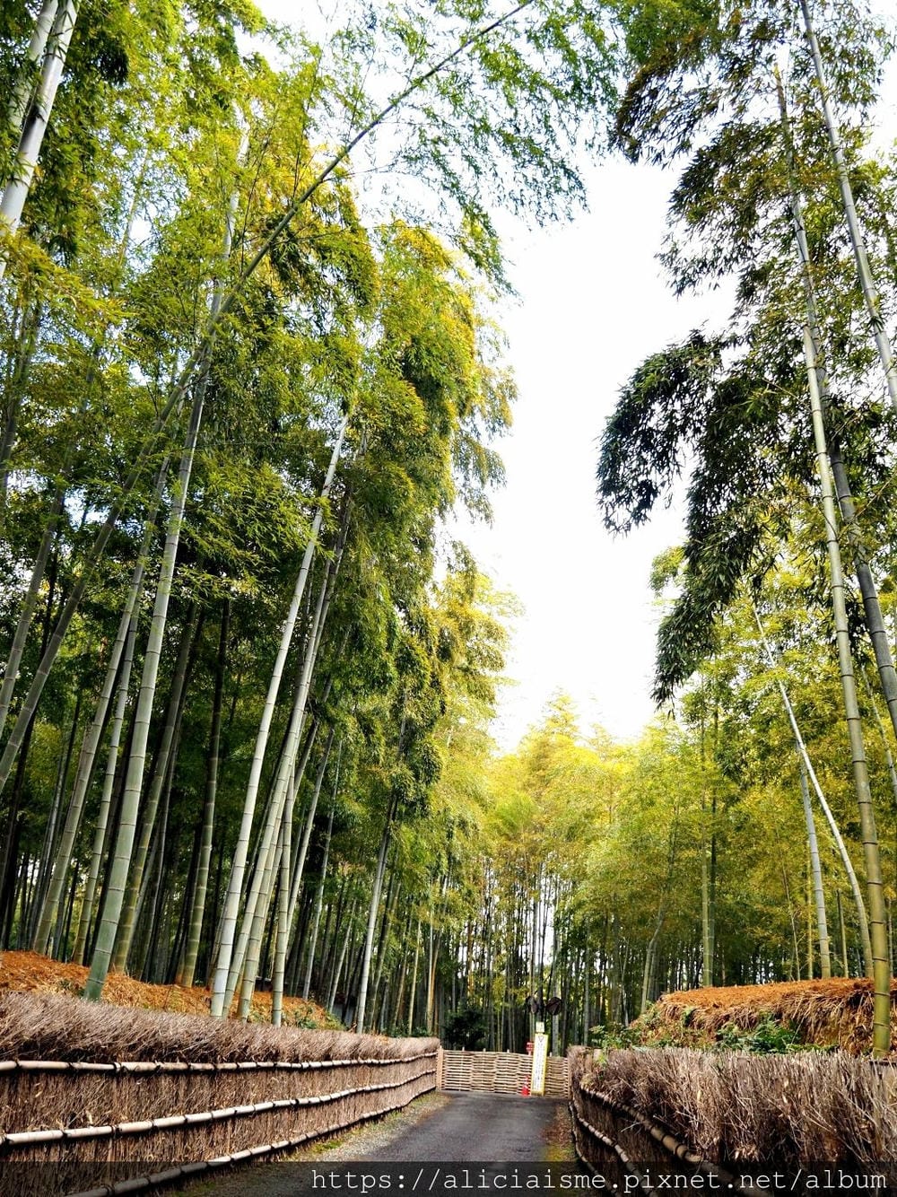 【京都府 | 日向市】:竹之徑.洛西竹林公園:幽靜竹林曲徑,發現比嵐山更有京都禪風(含交通方式)