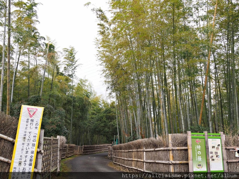 【京都府 | 日向市】:竹之徑.洛西竹林公園:幽靜竹林曲徑,發現比嵐山更有京都禪風(含交通方式)