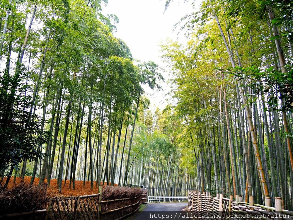 【京都府 | 日向市】:竹之徑.洛西竹林公園:幽靜竹林曲徑,發現比嵐山更有京都禪風(含交通方式)