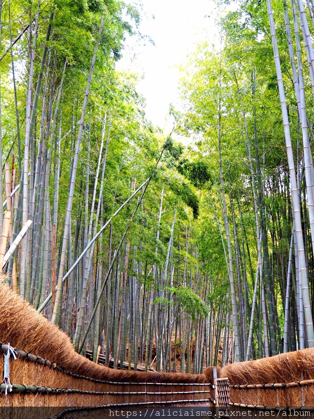 【京都府 | 日向市】:竹之徑.洛西竹林公園:幽靜竹林曲徑,發現比嵐山更有京都禪風(含交通方式)