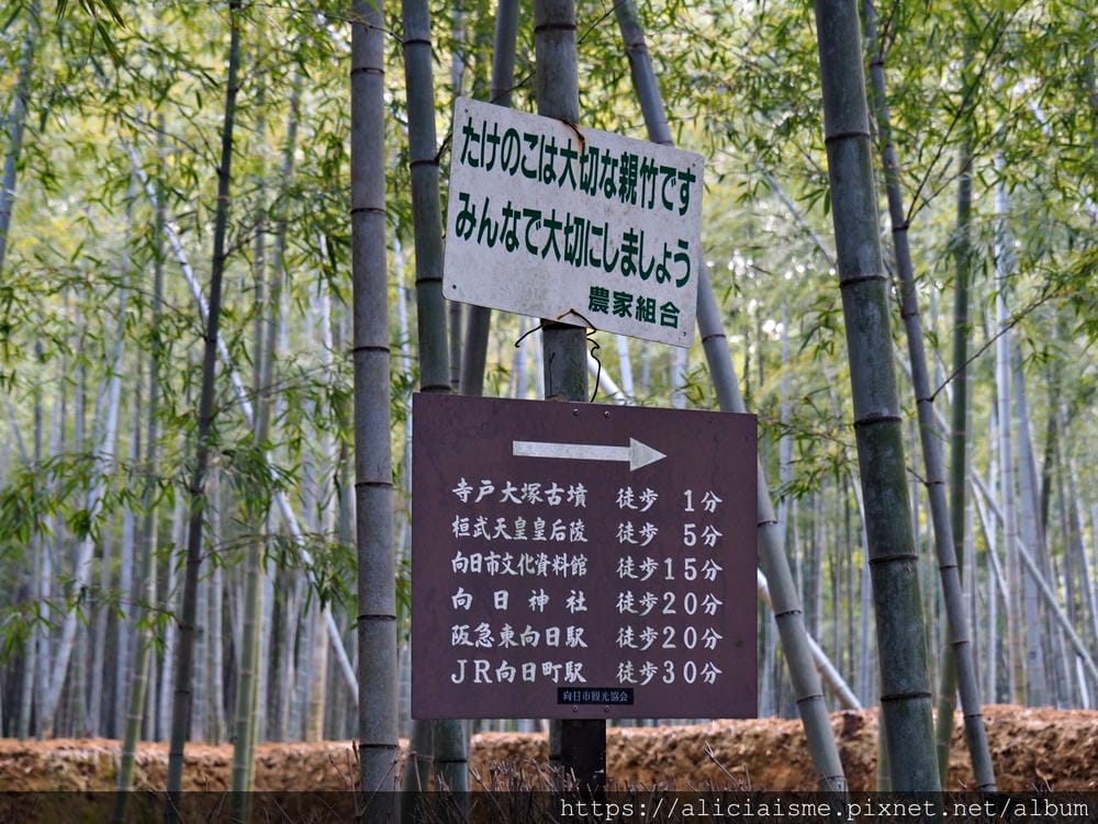 【京都府 | 日向市】:竹之徑.洛西竹林公園:幽靜竹林曲徑,發現比嵐山更有京都禪風(含交通方式)