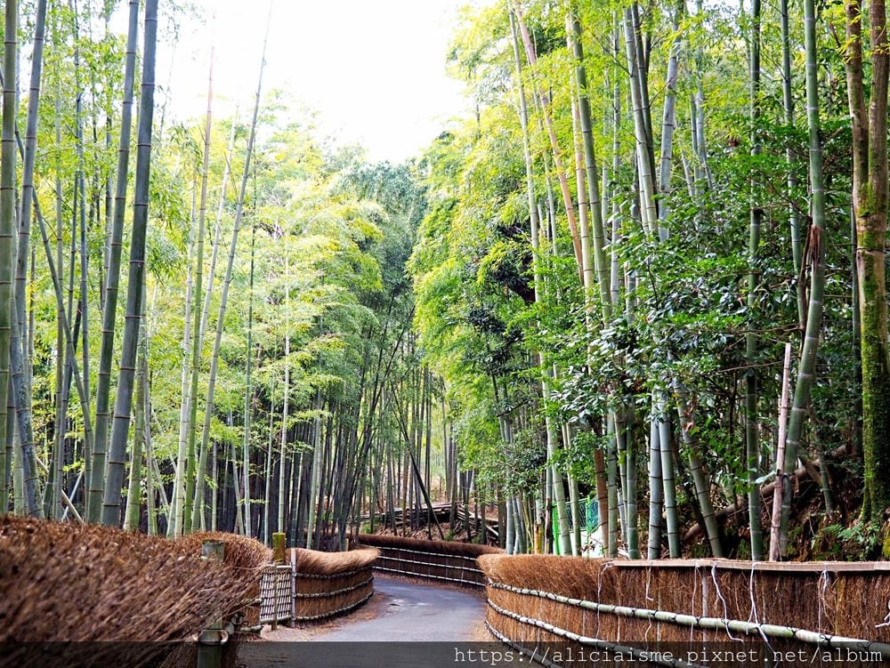 【京都府 | 日向市】:竹之徑.洛西竹林公園:幽靜竹林曲徑,發現比嵐山更有京都禪風(含交通方式)