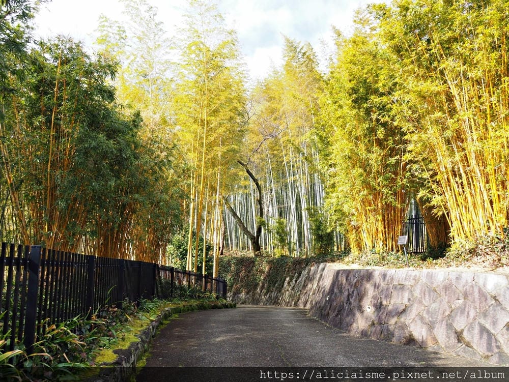 【京都府 | 日向市】:竹之徑.洛西竹林公園:幽靜竹林曲徑,發現比嵐山更有京都禪風(含交通方式)