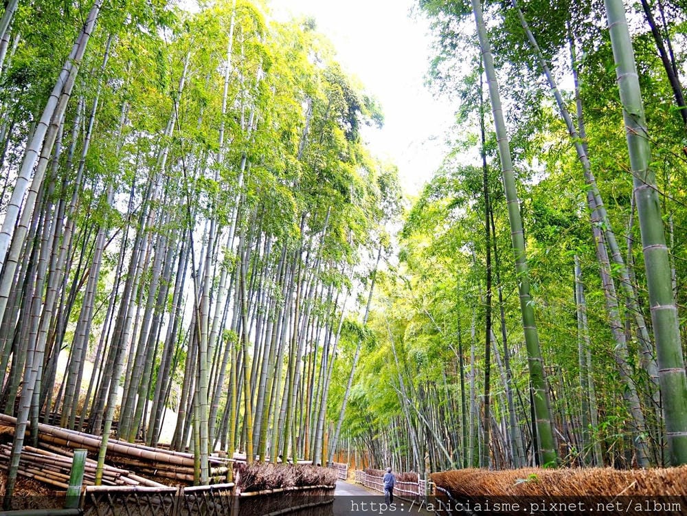 【京都府 | 日向市】:竹之徑.洛西竹林公園:幽靜竹林曲徑,發現比嵐山更有京都禪風(含交通方式)