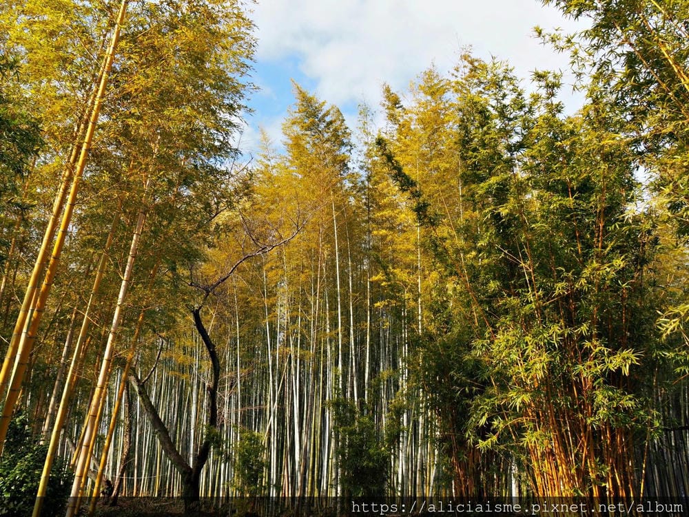 【京都府 | 日向市】:竹之徑.洛西竹林公園:幽靜竹林曲徑,發現比嵐山更有京都禪風(含交通方式)