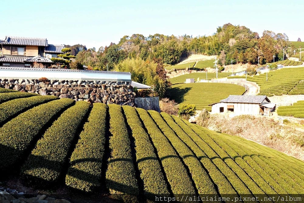 【京都府】:茶源鄉~和束町、「D:matcha」:石寺茶畑的絕景眺望、宇治3煎茶絕妙體驗