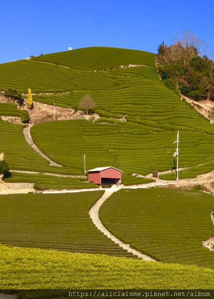 【京都府】:茶源鄉~和束町、「D:matcha」:石寺茶畑的絕景眺望、宇治3煎茶絕妙體驗