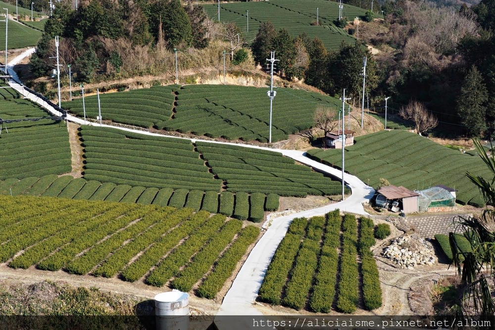 【京都府】:茶源鄉~和束町、「D:matcha」:石寺茶畑的絕景眺望、宇治3煎茶絕妙體驗