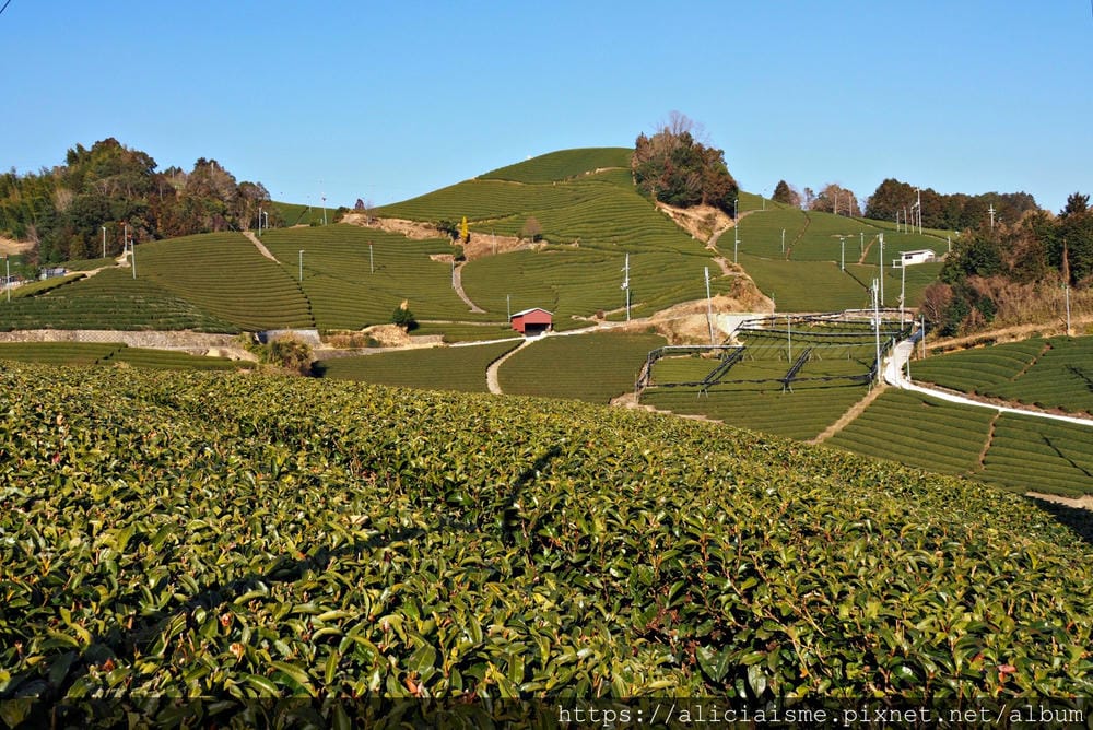 【京都府】:茶源鄉~和束町、「D:matcha」:石寺茶畑的絕景眺望、宇治3煎茶絕妙體驗