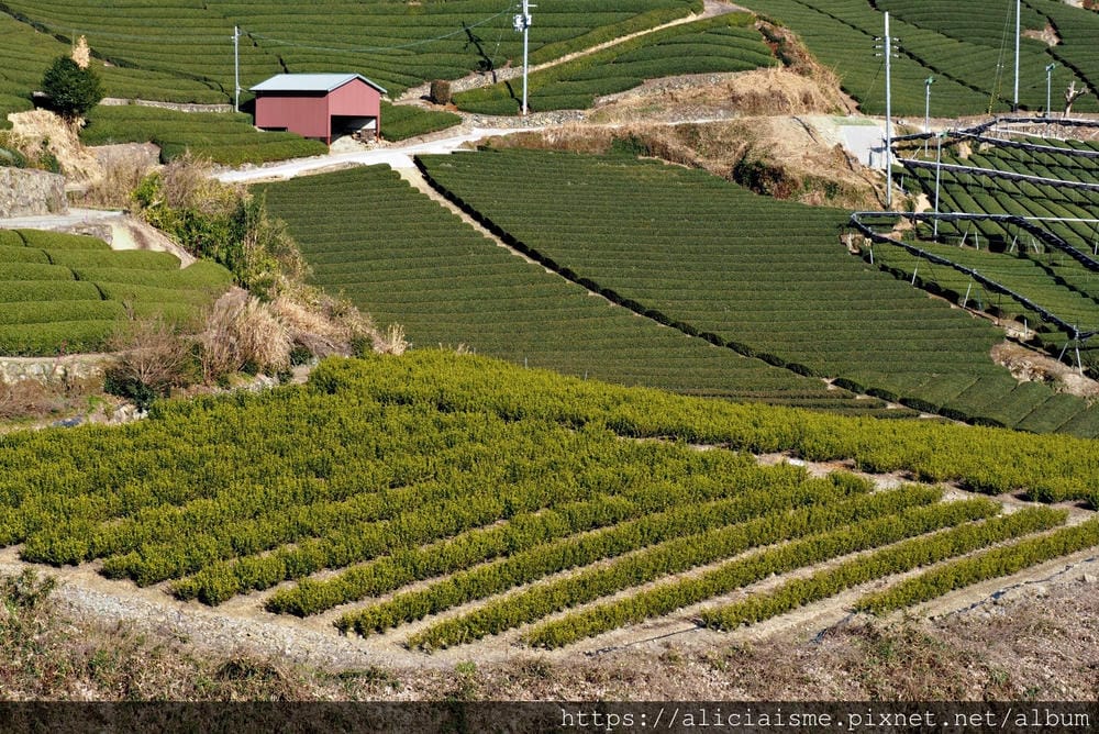 【京都府】:茶源鄉~和束町、「D:matcha」:石寺茶畑的絕景眺望、宇治3煎茶絕妙體驗