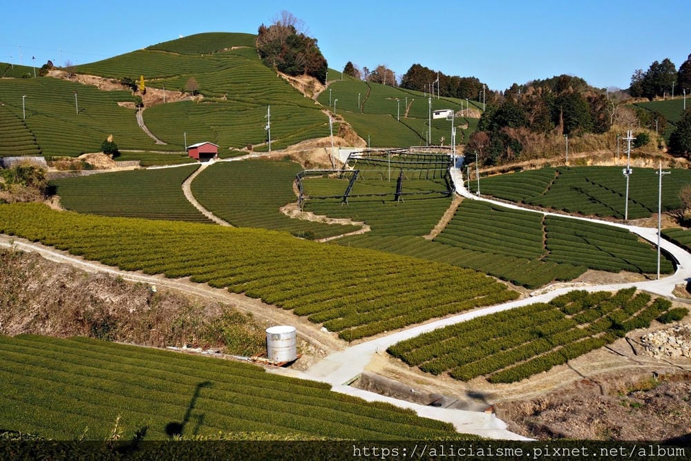 【京都府】:茶源鄉~和束町、「D:matcha」:石寺茶畑的絕景眺望、宇治3煎茶絕妙體驗