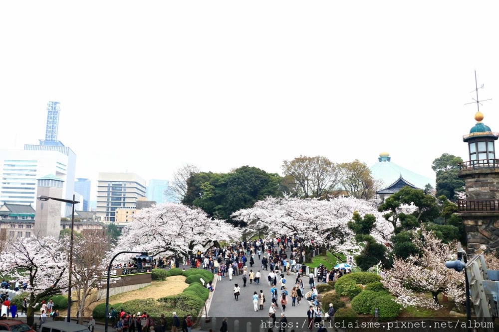 【東京都】千鳥之淵綠道（2019更新）：漫舞櫻花成粉紅河的第一名花見夢幻所