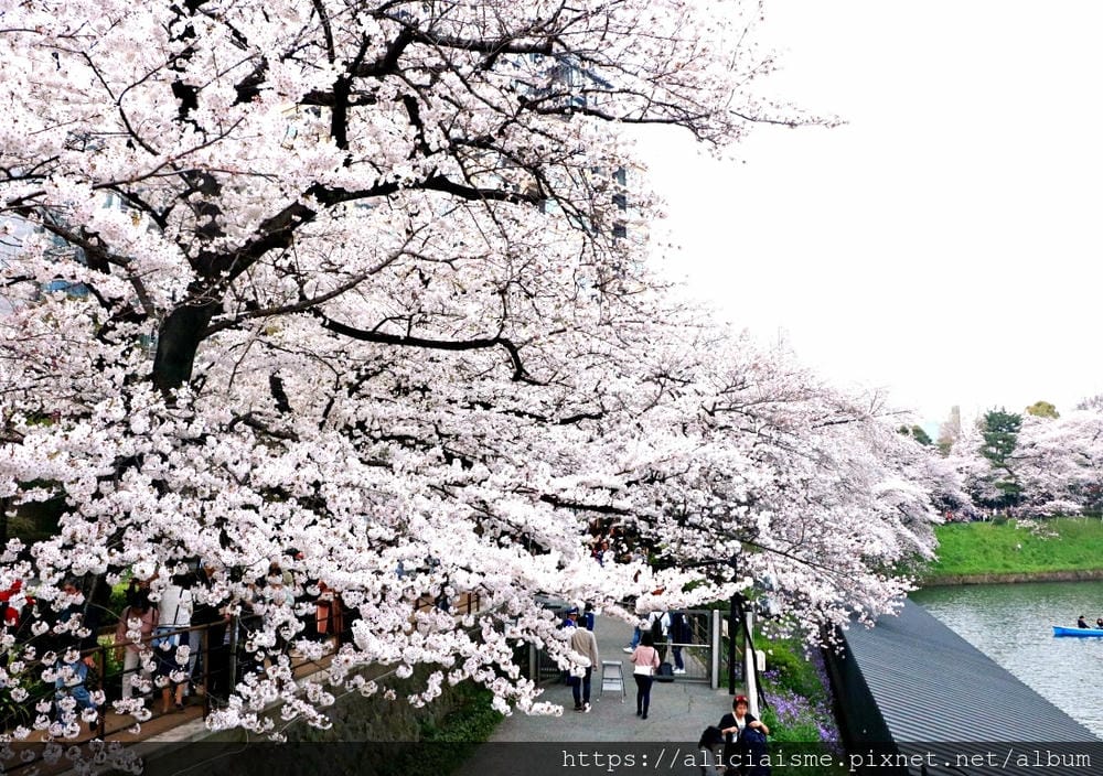 【東京都】千鳥之淵綠道（2019更新）：漫舞櫻花成粉紅河的第一名花見夢幻所