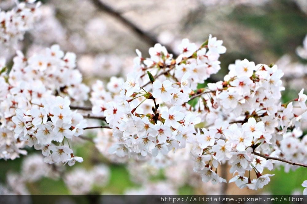 【東京都】千鳥之淵綠道(2019更新):漫舞櫻花成粉紅河的第一名花見夢幻所
