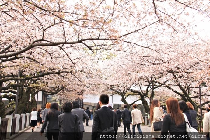 【東京都】千鳥之淵綠道(2019更新):漫舞櫻花成粉紅河的第一名花見夢幻所