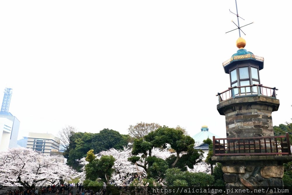 【東京都】千鳥之淵綠道(2019更新):漫舞櫻花成粉紅河的第一名花見夢幻所