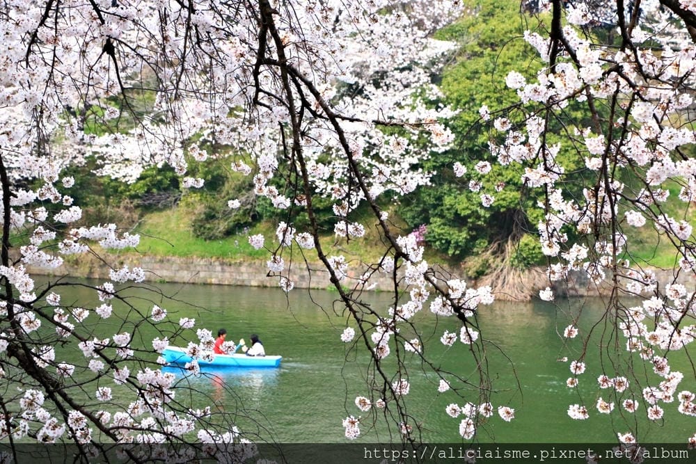 【東京都】千鳥之淵綠道(2019更新):漫舞櫻花成粉紅河的第一名花見夢幻所