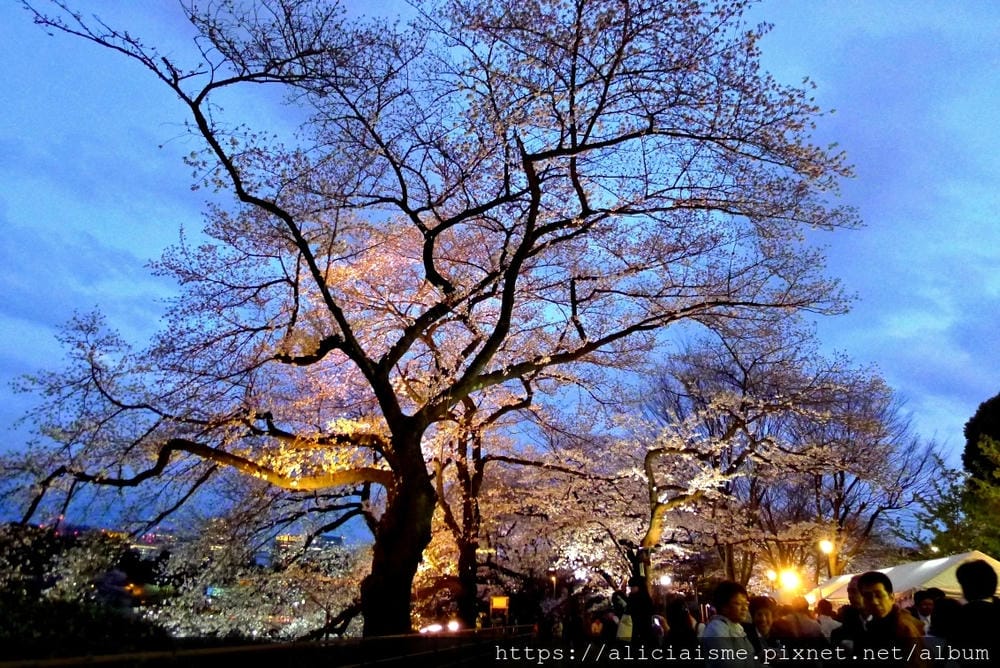 【東京都】千鳥之淵綠道(2019更新):漫舞櫻花成粉紅河的第一名花見夢幻所