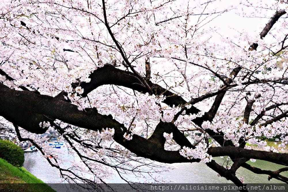 【東京都】千鳥之淵綠道(2019更新):漫舞櫻花成粉紅河的第一名花見夢幻所