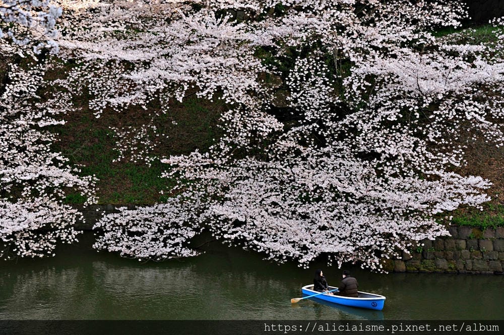 【東京都】千鳥之淵綠道(2019更新):漫舞櫻花成粉紅河的第一名花見夢幻所