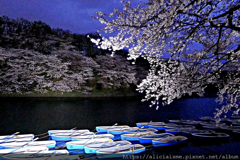 【東京都】千鳥之淵綠道(2019更新):漫舞櫻花成粉紅河的第一名花見夢幻所