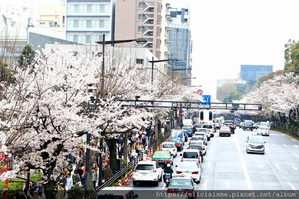 【東京都】千鳥之淵綠道（2019更新）：漫舞櫻花成粉紅河的第一名花見夢幻所