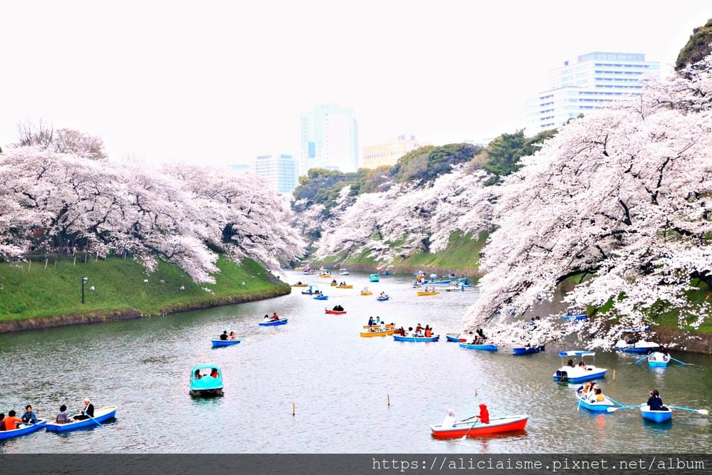 【東京都】千鳥之淵綠道(2019更新):漫舞櫻花成粉紅河的第一名花見夢幻所
