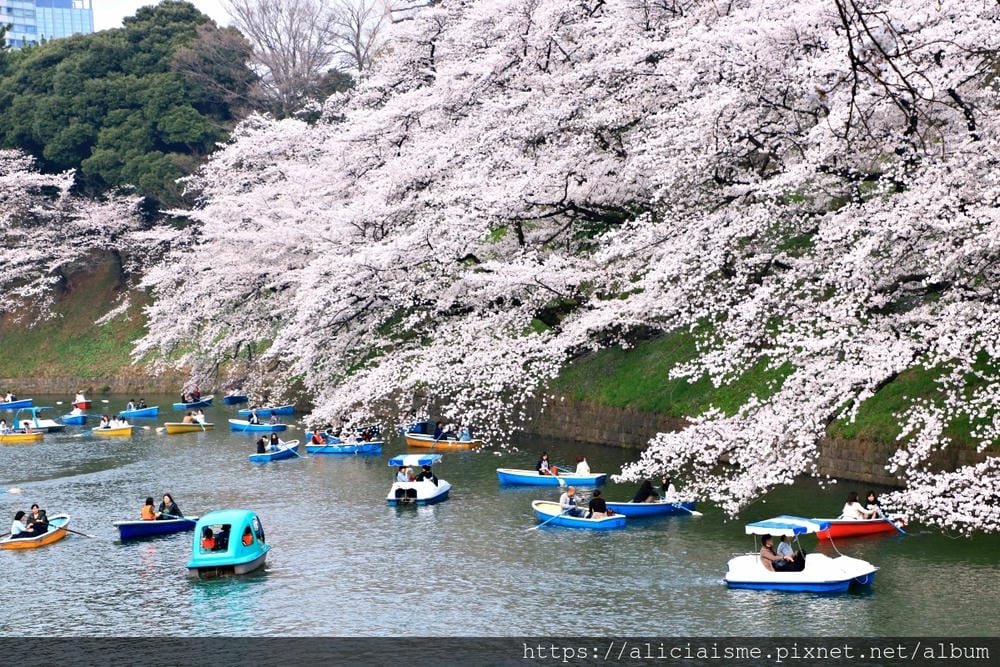 【東京都】千鳥之淵綠道（2019更新）：漫舞櫻花成粉紅河的第一名花見夢幻所