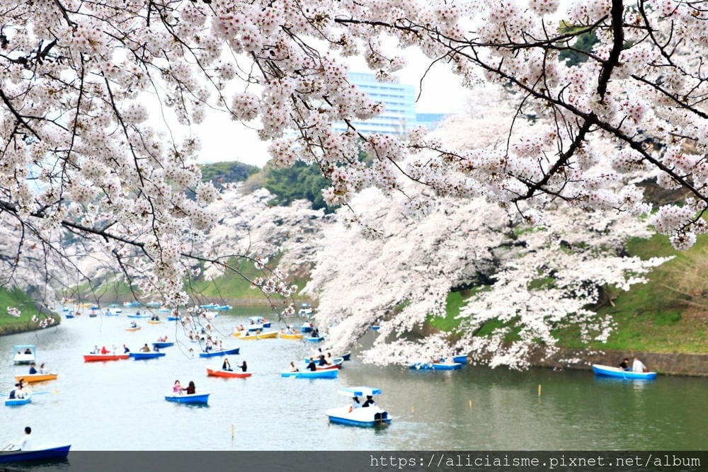 【東京都】千鳥之淵綠道(2019更新):漫舞櫻花成粉紅河的第一名花見夢幻所