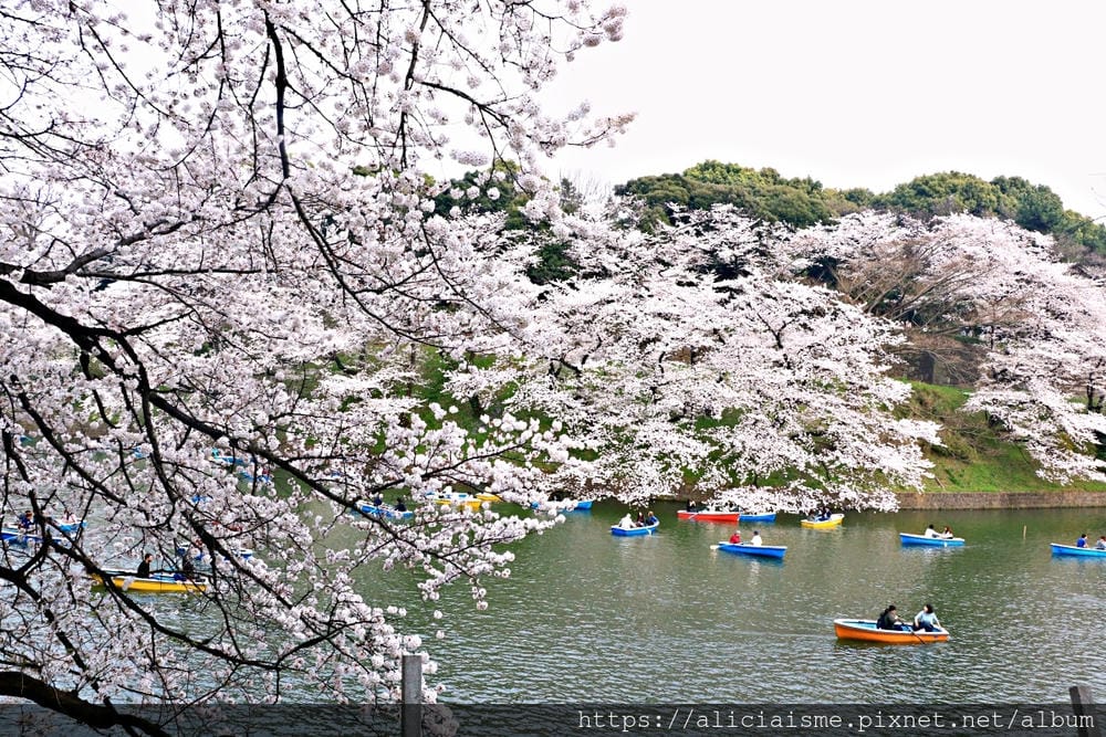【東京都】千鳥之淵綠道(2019更新):漫舞櫻花成粉紅河的第一名花見夢幻所