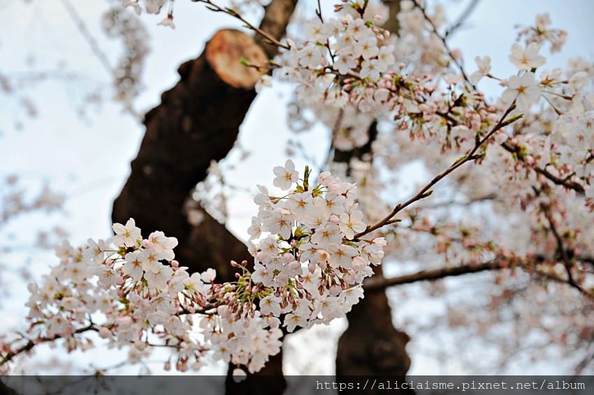 【東京都】千鳥之淵綠道(2019更新):漫舞櫻花成粉紅河的第一名花見夢幻所