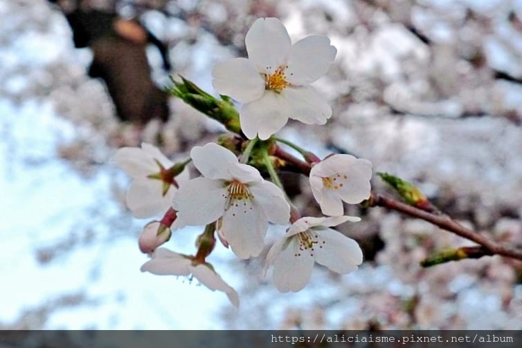 【東京都】千鳥之淵綠道(2019更新):漫舞櫻花成粉紅河的第一名花見夢幻所